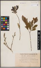 Foto von Salix aurita L. x Salix purpurea L.